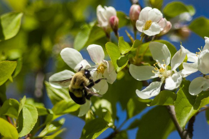 A native bumblebee enjoys the nectar of a Dolgo Crabapple sapling for sale at the Ecology Park Nursery. Trees that bloom in early spring are crucial for native pollinators. The Dolgo crabapple provides relatively sweet fruit and easily cross-pollinates with other apple trees. (Photo: Leif Einarson)
