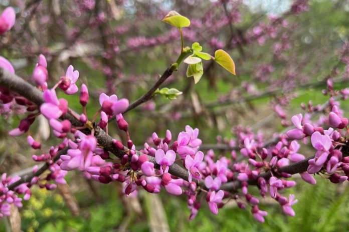 The Eastern Redbud (Cercis canadensis) blooms in one of the demonstration gardens at GreenUP Ecology Park. The early blossoms of the redbud attract nectar-seeking insects and butterflies, while the seeds bring in songbirds like the chickadee. Eastern Redbuds prefer moist, well-drained and fertile soils, but can tolerate a range of soil conditions. (Photo: Leif Einarson)