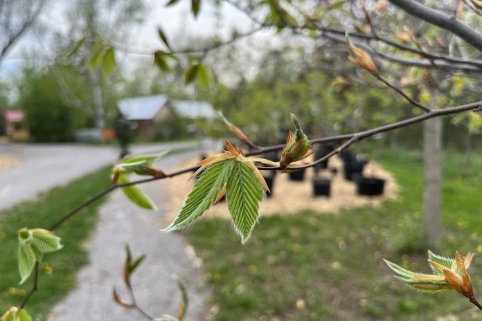 The American beech (Fagus grandifolia) at the entrance to Ecology Park Nursery is leafing out in time to welcome visitors at the spring opening event from 10 a.m. to 4 p.m. on Saturday, May 21, 2022. The American beech prefers acidic, loamy, and moist soil in full sun. (Photo: Leif Einarson)