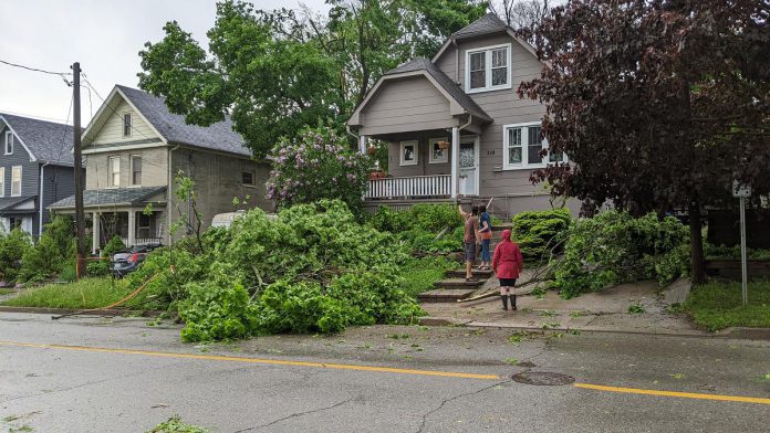 A falling tree took down power lines on Mark Street in Peterborough's East City during the severe storm that ripped through southern Ontario and Quebec on May 21, 2022. Three days later, the power lines remained unrepaired. (Photo: Bruce Head / kawarthaNOW)