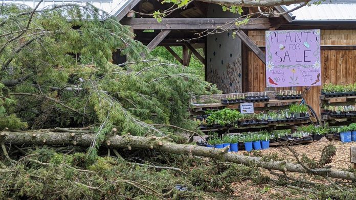 A fallen tree at the site of Ecology Park Native Plant & Tree Nursery, which was hosting its annual spring opening event when the storm struck on May 21, 2022. (Photo: Bruce Head / kawarthaNOW)