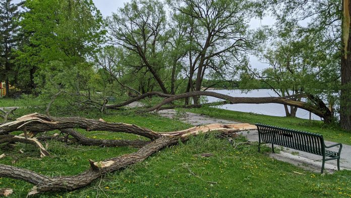 At least 20 trees were uprooted or damaged in Roger's Cove park in Peterborough during the severe storm that ripped through southern Ontario and Quebec on May 21, 2022. (Photo: Bruce Head / kawarthaNOW)