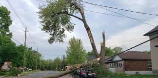 A car on Lock Street in the south end of Peterborough was crushed by falling tree branches during the severe storm that ripped through southern Ontario and Quebec on May 21, 2022. (Photo: Jeannine Taylor / kawarthaNOW)