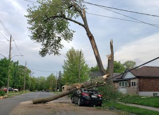A car on Lock Street in the south end of Peterborough was crushed by falling tree branches during the severe storm that ripped through southern Ontario and Quebec on May 21, 2022. (Photo: Jeannine Taylor / kawarthaNOW)