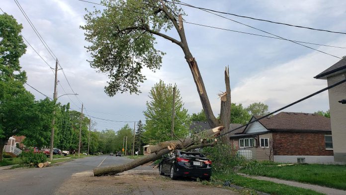 A car on Lock Street in the south end of Peterborough was crushed by falling tree branches during the severe storm that ripped through southern Ontario and Quebec on May 21, 2022. (Photo: Jeannine Taylor / kawarthaNOW)