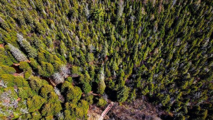 Following several years of only being able to access the boardwalk through an out-and-back hike, a permanent bridge has now been installed at Pigeon River Headwaters Conservation Area in Kawartha Lakes to complete the 3.4-kilometre trail loop. (Photo: Kawartha Conservation)