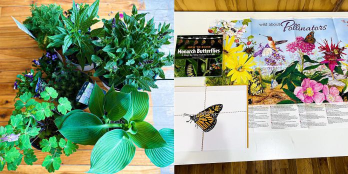 The grand prize for the Monarch Ultra fundraising raffle includes pollinator-friendly plants, a butterfly house, a monarch painting, a monarch book, and other pollinator-inspired items. (Supplied photos)