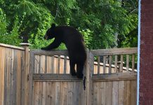A young black bear climbing a fence around Wallis Drive near Sherbrooke Street in Peterborough on June 28, 2022. (Photo: Gail Lavigne / Facebook)