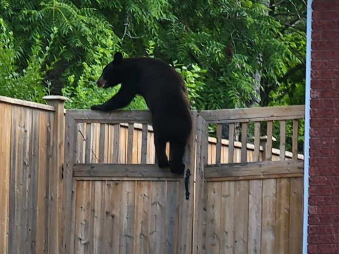 A young black bear climbing a fence around Wallis Drive near Sherbrooke Street in Peterborough on June 28, 2022. (Photo: Gail Lavigne / Facebook)