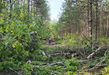 Some of the damage in the Ganaraska Forest caused by the May 21, 2022 derecho storm. The Ganaraska Region Conservation Authority (GRCA) expects it will be weeks before the forest will reopen for public use. (Photo: GRCA)