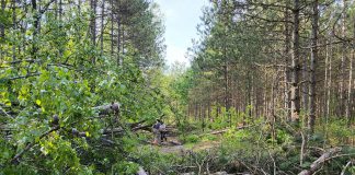 Some of the damage in the Ganaraska Forest caused by the May 21, 2022 derecho storm. The Ganaraska Region Conservation Authority (GRCA) expects it will be weeks before the forest will reopen for public use. (Photo: GRCA)