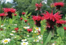 Native plants selected in GreenUP's Water Wise Garden Starter Kits, like this wild bergamot growing at GreenUP Ecology Park, are well suited to the dry conditions experienced during a Peterborough summer. (Photo courtesy of GreenUP)