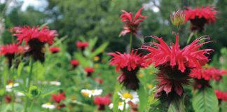Native plants selected in GreenUP's Water Wise Garden Starter Kits, like this wild bergamot growing at GreenUP Ecology Park, are well suited to the dry conditions experienced during a Peterborough summer. (Photo courtesy of GreenUP)