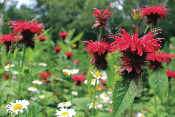 Native plants selected in GreenUP's Water Wise Garden Starter Kits, like this wild bergamot growing at GreenUP Ecology Park, are well suited to the dry conditions experienced during a Peterborough summer. (Photo courtesy of GreenUP)