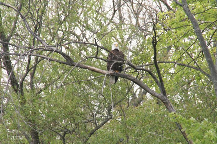 Jenn McCallum spotted this bald eagle, a species at risk, along the shores of Rice Lake. (Photo: Jenn McCallum)