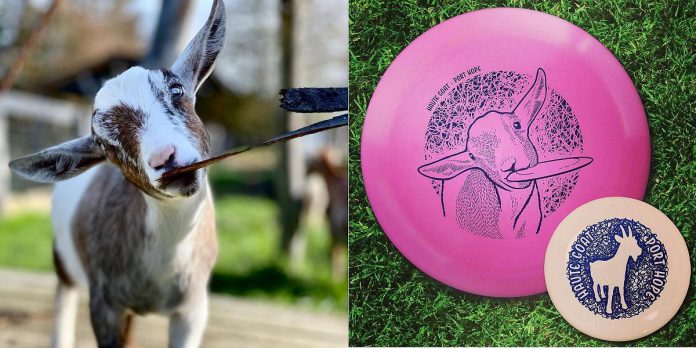 Fling, the official mascot of Haute Goat Disc Golf, is featured on discs by DoubleRam Design and Innova Discs. (Photos: Haute Goat)