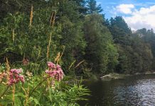 The Morton Nature Sanctuary is a 133-acre ecologically significant property that Peterborough philanthropists Patricia and David Morton have donated to Kawartha Land Trust. (Photo: Patricia Wilson / Kawartha Land Trust)