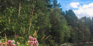 The Morton Nature Sanctuary is a 133-acre ecologically significant property that Peterborough philanthropists Patricia and David Morton have donated to Kawartha Land Trust. (Photo: Patricia Wilson / Kawartha Land Trust)