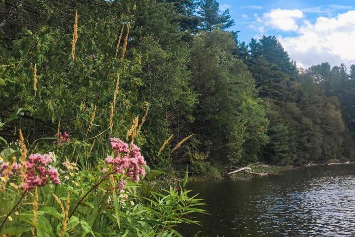 The Morton Nature Sanctuary is a 133-acre ecologically significant property that Peterborough philanthropists Patricia and David Morton have donated to Kawartha Land Trust. (Photo: Patricia Wilson / Kawartha Land Trust)