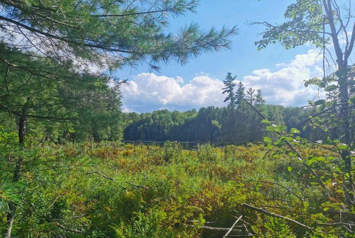 Home to at least two species at risk, the Morton Nature Sanctuary is densely forested with stands of sugar maple, mature hemlock, and old-growth red and white pines. The property also features an interior lake with 1.5 kilometres of natural and undeveloped shoreline. (Photo: Patricia Wilson / Kawartha Land Trust)