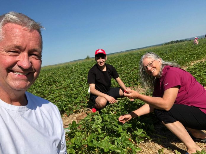 Rashid picking strawberries with sponsors Dave McNab and Kristy Hiltz. Later that day, Rashid brought a basket of his hand-picked strawberries to another one of his sponsors,  Lee-Anne Quinn, who presented him with  a bicycle and other welcome gifts. (Photo: Dave McNab)