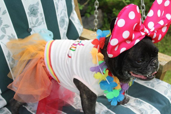 Lucy, the official mascot of Trent Hills Pride 2002. (Photo courtesy of Trent Hills Pride)