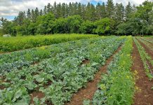 Since it was launched in 2019, Edwin Binney's Community Garden in Lindsay has grown over 17 tons of produce, with the United Way for the City of Kawartha Lakes donating most of the harvest to local organizations and food banks to help combat food insecurity in the region. (Photo courtesy of United Way for the City of Kawartha Lakes)