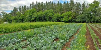 Since it was launched in 2019, Edwin Binney's Community Garden in Lindsay has grown over 17 tons of produce, with the United Way for the City of Kawartha Lakes donating most of the harvest to local organizations and food banks to help combat food insecurity in the region. (Photo courtesy of United Way for the City of Kawartha Lakes)