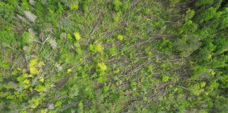 The May 21, 2022 derecho storm resulted in more than 600 acres of tree blowdown in the Ganaraska Forest, affecting main trail access points and systems mainly in the west and central areas of the forest. (Photo: Ganaraska Region Conservation Authority)