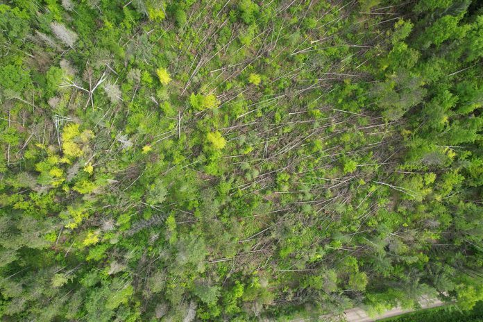 The May 21, 2022 derecho storm resulted in more than 600 acres of tree blowdown in the Ganaraska Forest, affecting main trail access points and systems mainly in the west and central areas of the forest. (Photo: Ganaraska Region Conservation Authority)