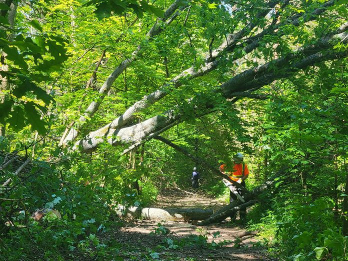 Recovery efforts are being managed by the Ganaraska Region Conservation Authority's five full-time staff and four summer contract staff, assisted by staff from the Saugeen Valley Conservation Authority, the Rideau Valley Conservation Authority, and Northumberland County Forest. Because most of the trail-clearing work is dangerous and complicated, the GRCA is currently not seeking volunteers from the public to assist with the recovery. (Photo: Ganaraska Region Conservation Authority)