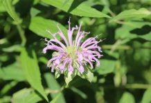 Wild bergamot (Monarda fistulosa), also known as bee balm, has clusters of flowers that look like ragged pompoms. A member of the mint family, oil from the plant's leaves was once used to treat respiratory ailments. A favourite of bumblebees, wild bergamot is a great addition to a pollinator garden. The seed heads will also attract birds in the fall and winter. (Photo: Jessica Todd)