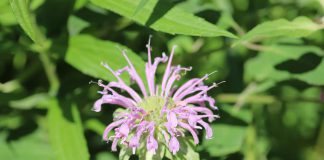 Wild bergamot (Monarda fistulosa), also known as bee balm, has clusters of flowers that look like ragged pompoms. A member of the mint family, oil from the plant's leaves was once used to treat respiratory ailments. A favourite of bumblebees, wild bergamot is a great addition to a pollinator garden. The seed heads will also attract birds in the fall and winter. (Photo: Jessica Todd)