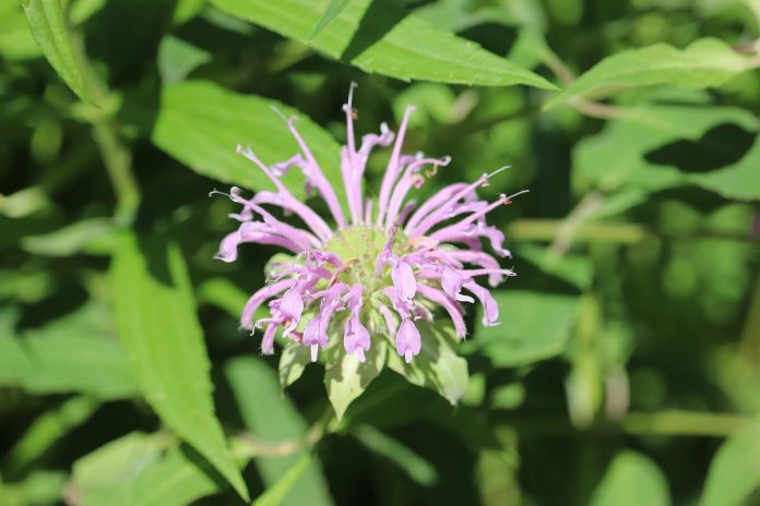 Wild bergamot (Monarda fistulosa), also known as bee balm, has clusters of flowers that look like ragged pompoms. A member of the mint family, oil from the plant's leaves was once used to treat respiratory ailments. A favourite of bumblebees, wild bergamot is a great addition to a pollinator garden. The seed heads will also attract birds in the fall and winter. (Photo: Jessica Todd)