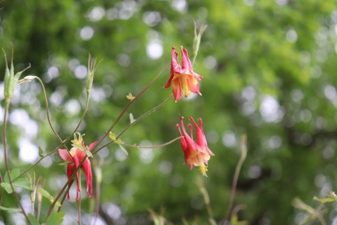 Wild Columbine. (Photo: Jessica Todd)