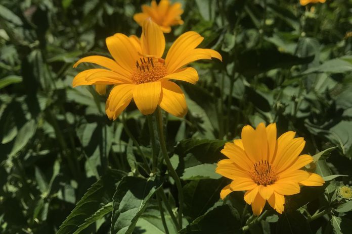 False Sunflower. (Photo: Lucy Martin-Johnson)