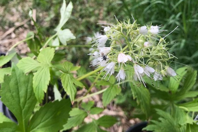 Virginia Waterleaf. (Photo: Lucy Martin-Johnson)