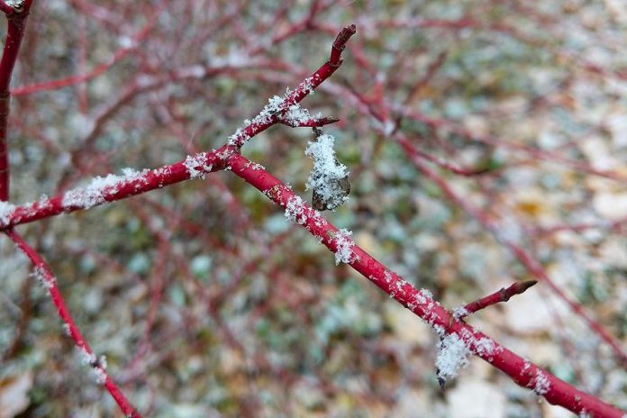 Red Osier Dogwood. (Photo: GreenUP Ecology Park)