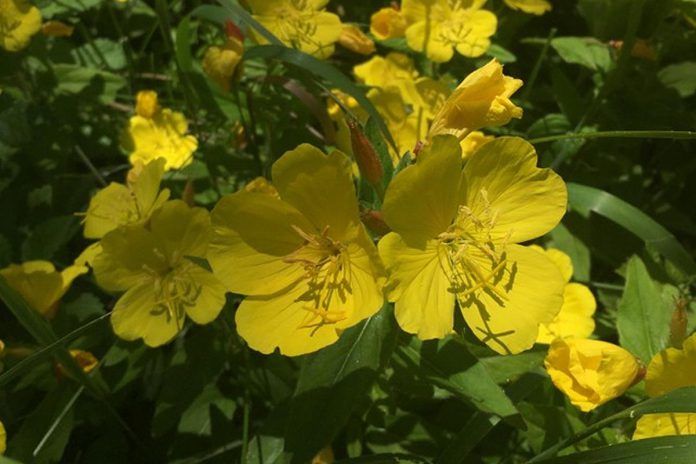 Meadow Sundrop. (Photo: Lucy Martin-Johnson)