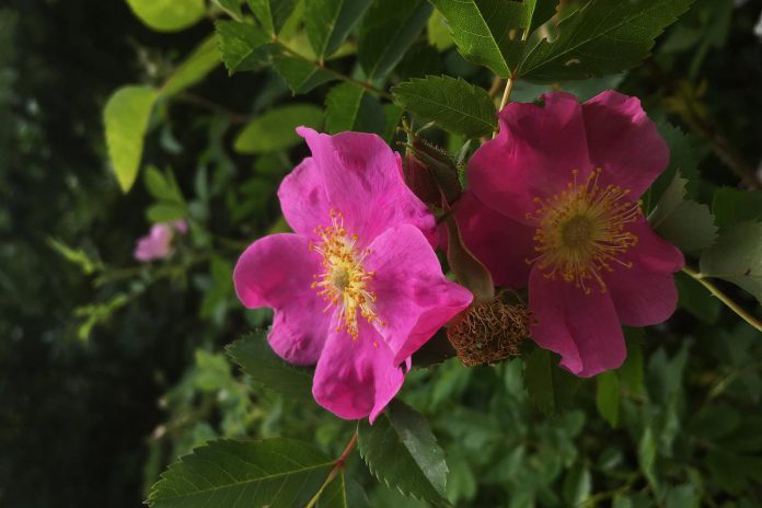 Carolina Rose. (Photo: Lucy Martin-Johnson)