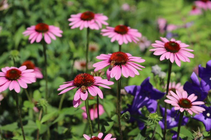 Purple Cone Flower. (Photo: Jessica Todd)