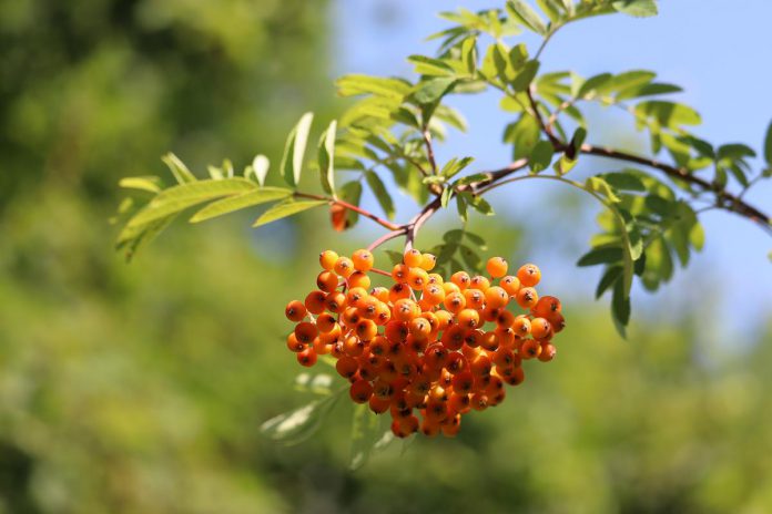 Mountain Ash. (Photo: Jessica Todd)