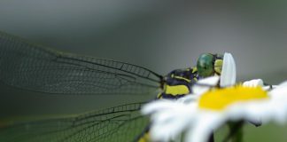 A dragonhunter dragonfly (Hagenius brevistylus) in the Kawarthas. At 8.4cm long, this species is much larger than any other clubtail dragonfly in North America. Adults feed on smaller varieties of dragonflies. Dragonflies grow from nymphs that live in the water, and species like this require healthy ecosystems connecting the water, land, and air to thrive. (Photo: Leif Einarson)