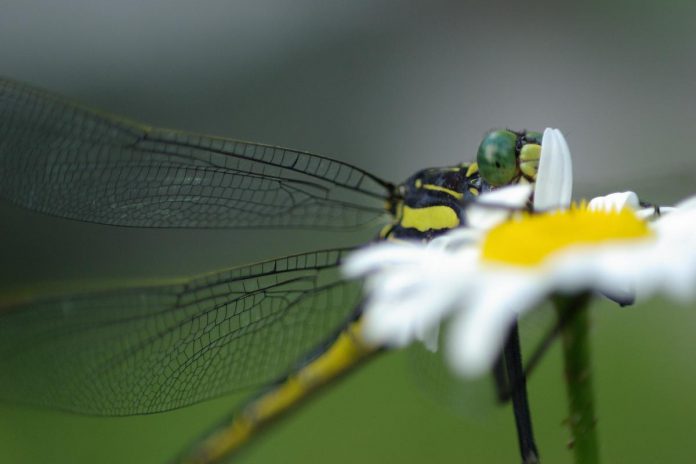 A dragonhunter dragonfly (Hagenius brevistylus) in the Kawarthas. At 8.4cm long, this species is much larger than any other clubtail dragonfly in North America. Adults feed on smaller varieties of dragonflies. Dragonflies grow from nymphs that live in the water, and species like this require healthy ecosystems connecting the water, land, and air to thrive. (Photo: Leif Einarson)