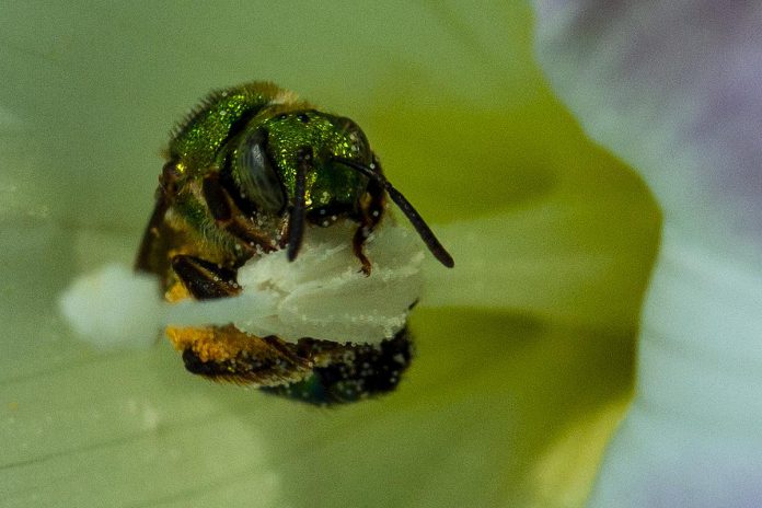 A native sweat bee foraging in the Kawarthas. Native bees are highly effective pollinators. Three quarters of our food depends on pollinators. We need to appreciate and protect native pollinator habitat at all times of year. (Photo: Leif Einarson)