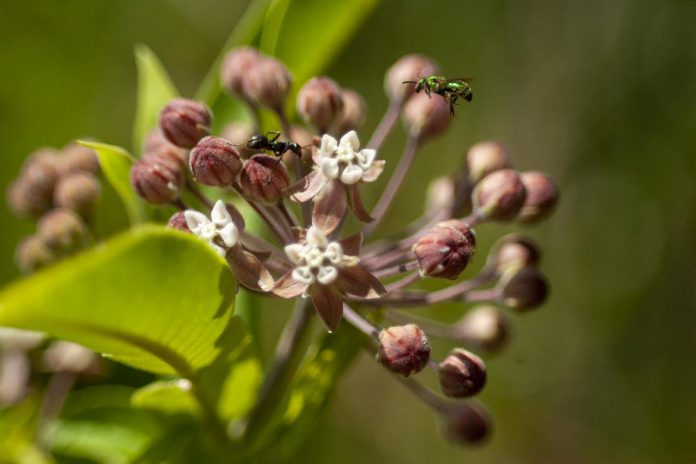 An ant and a sweat bee enjoy the pollen of a milkweed plant. Milkweed plants bloom in the summer and fill the air with sweet fragrances that attract pollinators of all sorts. (Photo: Leif Einarson)