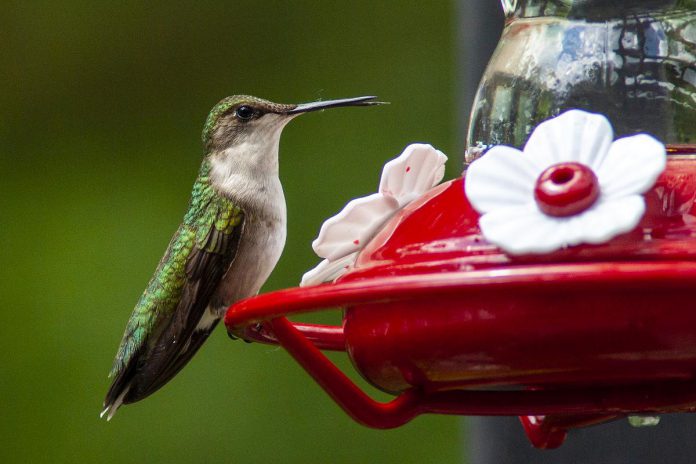 A female ruby-throated hummingbird at a feeder in the Kawarthas. These tiny birds lay eggs the size of jelly beans and during their annual migration they cross the Gulf of Mexico, travelling 800 km over water non-stop in about 18 to 22 hours. (Photo: Leif Einarson)