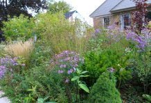 Peterborough GreenUP's Water Wise Landscape Recognition Program celebrates doing away with the water-intensive monoculture of grass to invite the shape and colour of biodiversity into your own front yard. (Photo: Hayley Goodchild)