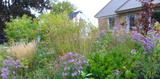 Peterborough GreenUP's Water Wise Landscape Recognition Program celebrates doing away with the water-intensive monoculture of grass to invite the shape and colour of biodiversity into your own front yard. (Photo: Hayley Goodchild)