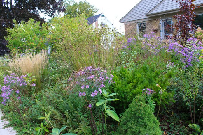 Peterborough GreenUP's Water Wise Landscape Recognition Program celebrates doing away with the water-intensive monoculture of grass to invite the shape and colour of biodiversity into your own front yard. (Photo: Hayley Goodchild)